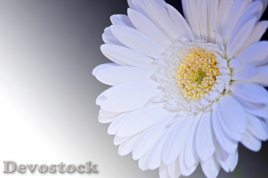 Devostock Flower Macro Bloom 9954 4K