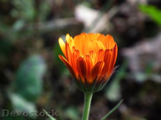 Devostock Flower Orange Bright Garden Flower 6589 4K.jpeg