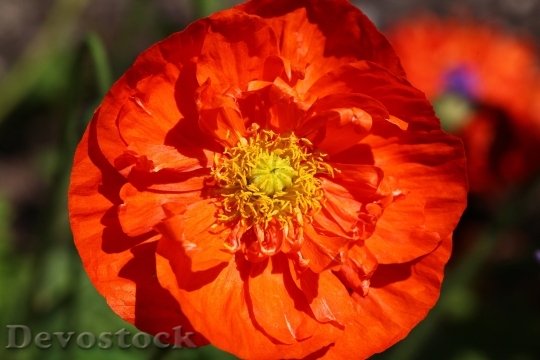 Devostock Flower Orange Poppy Blossom 6531 4K.jpeg