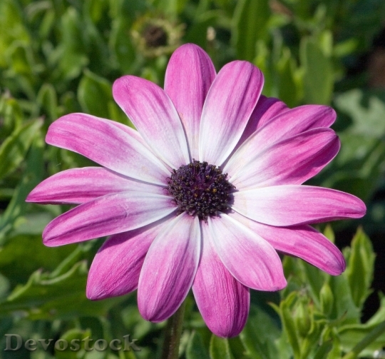 Devostock Flower Pink Daisy Close Up 6731 4K.jpeg