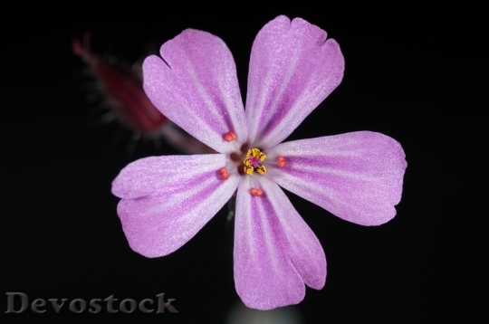 Devostock Flower Pink Flower Flowers Nature 6799 4K.jpeg