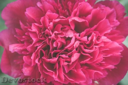 Devostock Flower Pink Macro 111812 4K