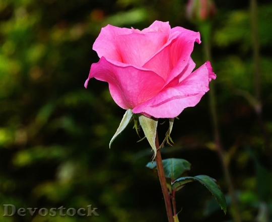 Devostock Flower Pink Rose 5114 4K