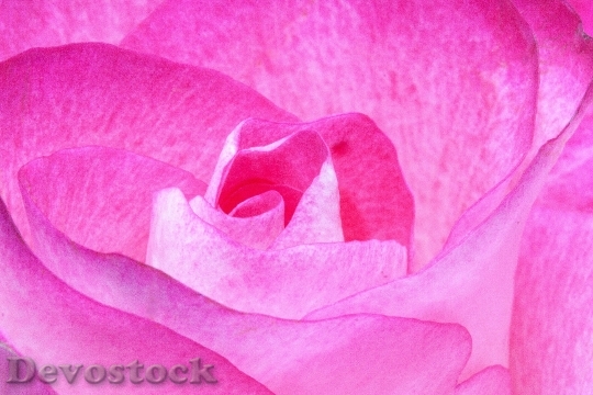 Devostock Flower Pink Rose 6319 4K