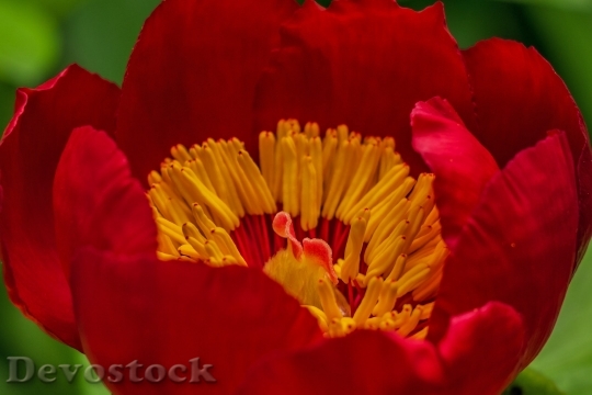 Devostock Flower Red Flower Red Flora 6867 4K.jpeg