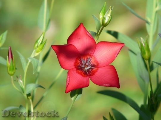 Devostock Flower Red Lein Blossom Bloom 5369 4K.jpeg