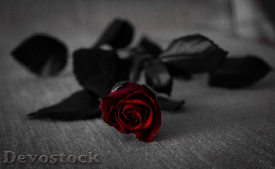 Devostock Flower Rose Bloom 16817 4K