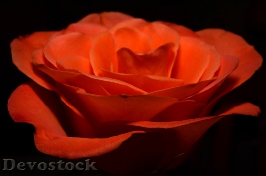 Devostock Flower Rose Bloom 6837 4K
