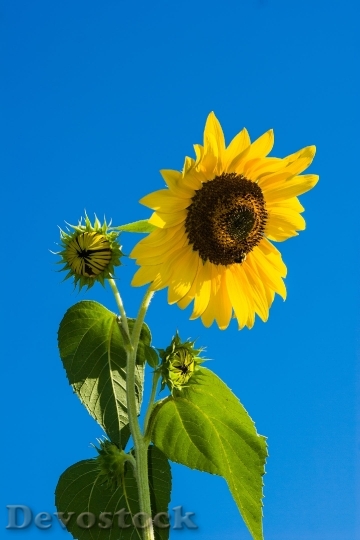 Devostock Flower Sunflower Sky Blue 3919 4K.jpeg