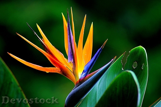 Devostock Flower Wildflower Bird Of Paradise Floral 6643 4K.jpeg