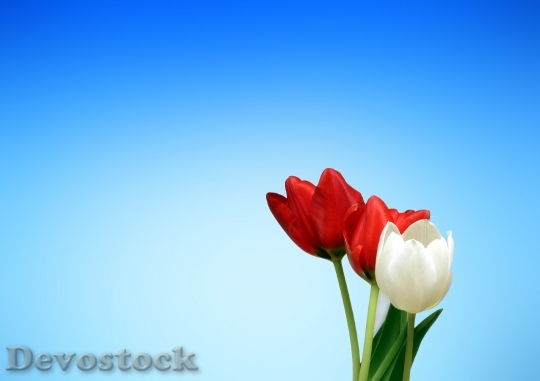 Devostock Flowers Bloom Blossom 8041 4K
