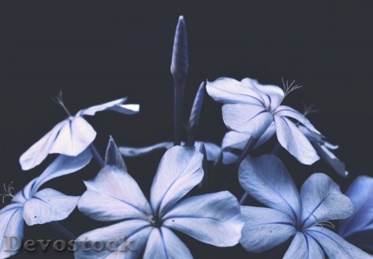Devostock Flowers Blue Petals 109772 4K