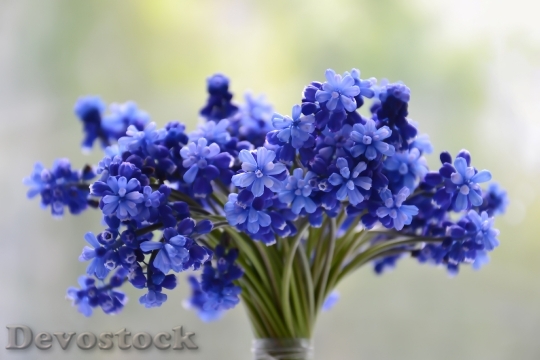 Devostock Flowers Blue Petals 138845 4K