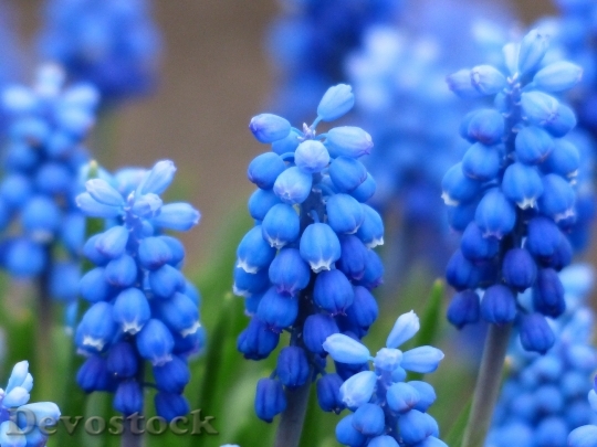 Devostock Flowers Blue Plant 5155 4K