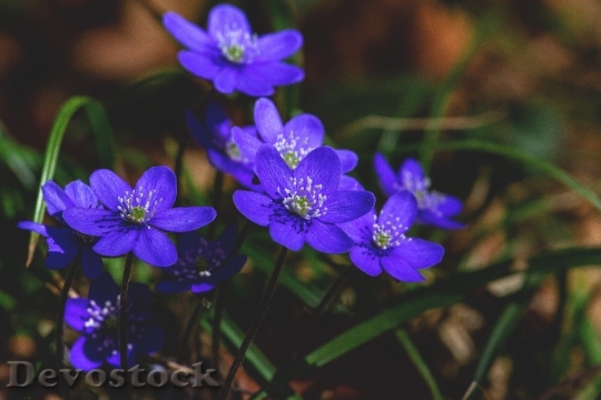 Devostock Flowers Blue Summer 110560 4K