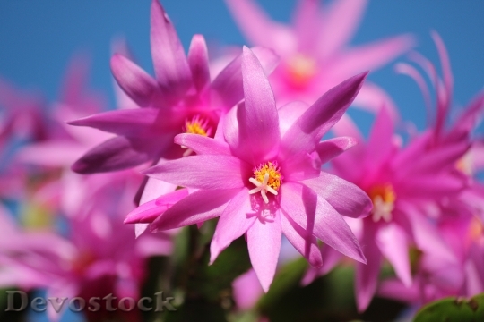 Devostock Flowers Blur Colorful 7056 4K