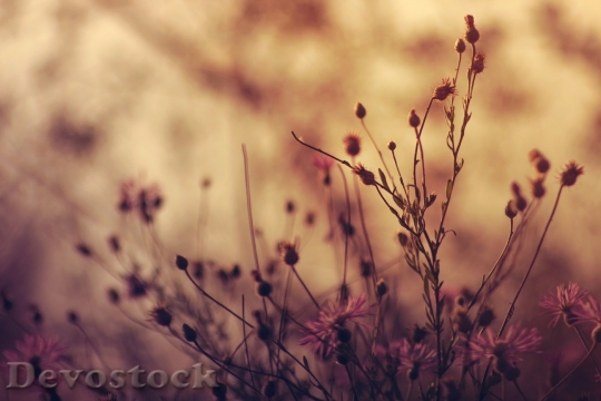 Devostock Flowers Blur Plants 38861 4K