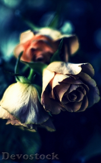 Devostock Flowers Blur Roses 13652 4K