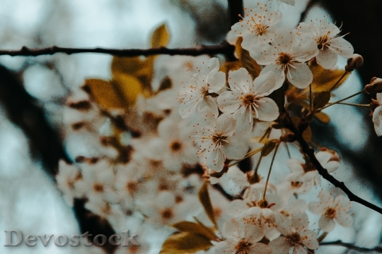 Devostock Flowers Blur Tree 133418 4K