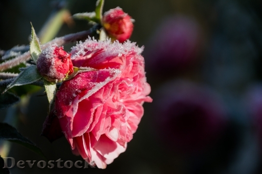 Devostock Flowers Frozen Ice 53163 4K