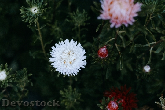 Devostock Flowers Garden Petals 141616 4K