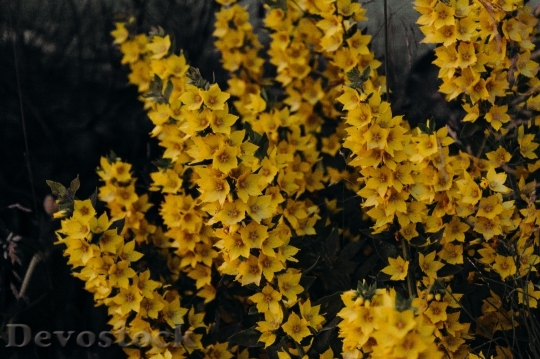 Devostock Flowers Garden Yellow 126047 4K