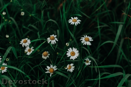 Devostock Flowers Grass Petals 140826 4K