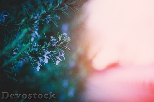Devostock Flowers Leaf Blur 102033 4K