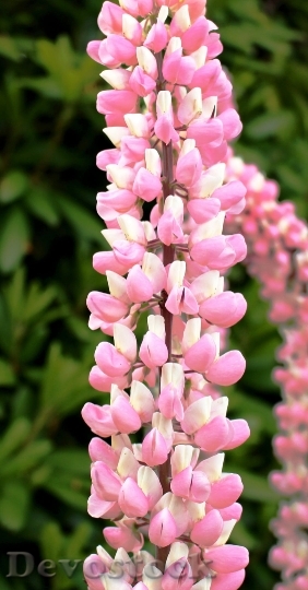 Devostock Flowers Lupins Pink Beautiful 5344 4K.jpeg