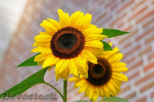 Devostock Flowers Macro Sunflowers 4616 4K
