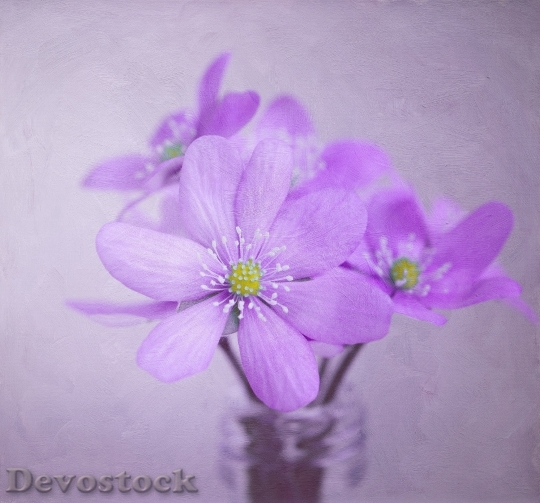 Devostock Flowers Painting Petals 27220 4K