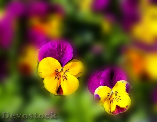 Devostock Flowers Pansy Spring Color 3735 4K.jpeg