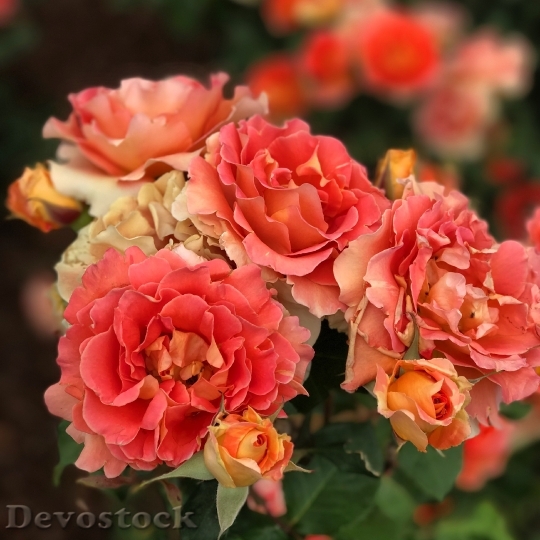 Devostock Flowers Petals Blur 102118 4K