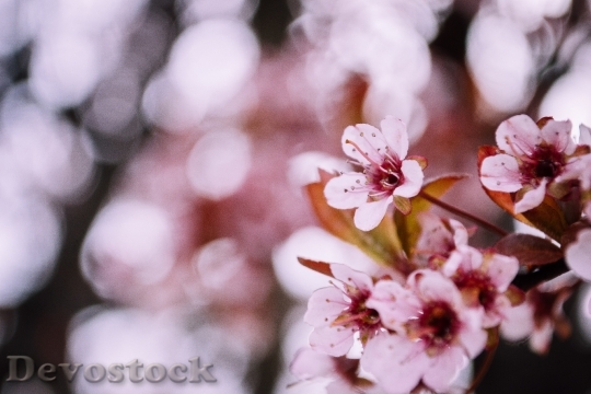 Devostock Flowers Petals Blur 102939 4K