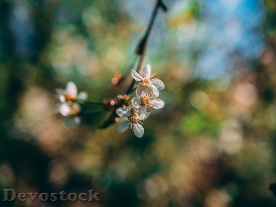 Devostock Flowers Petals Blur 105494 4K