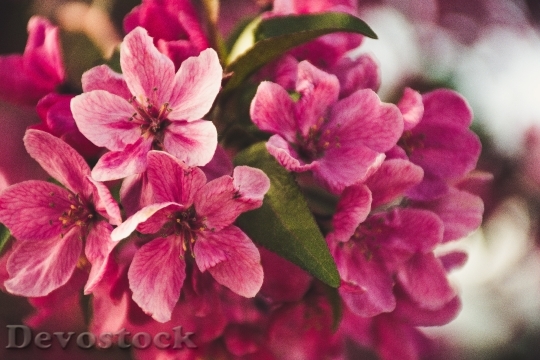 Devostock Flowers Petals Blur 106906 4K