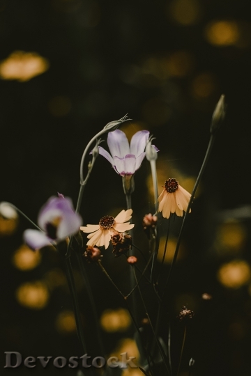 Devostock Flowers Petals Blur 118229 4K