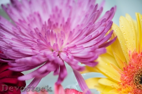 Devostock Flowers Petals Blur 141354 4K