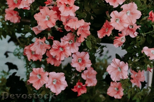 Devostock Flowers Petals Blur 141442 4K