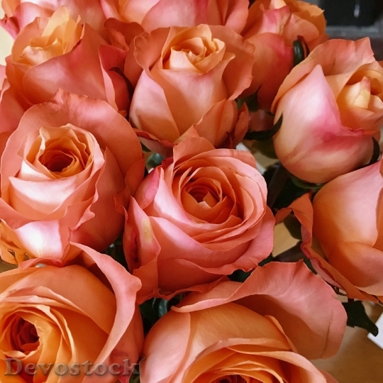Devostock Flowers Petals Blur 53256 4K