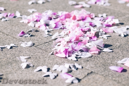 Devostock Flowers Petals Blur 54116 4K