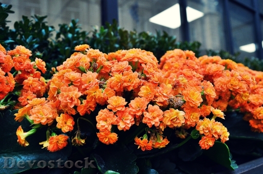 Devostock Flowers Petals Blur 57323 4K