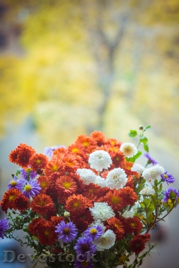Devostock Flowers Petals Blur 57325 4K
