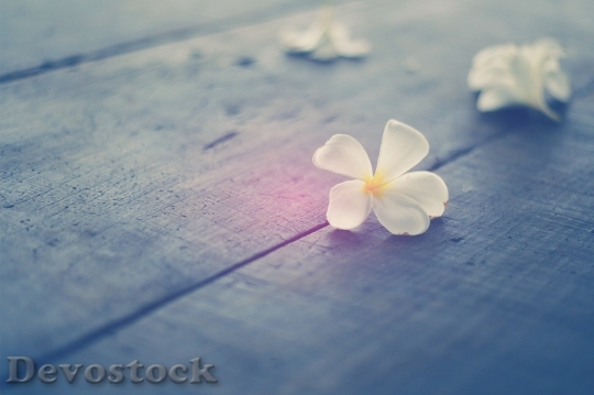 Devostock Flowers Petals Blur 59298 4K