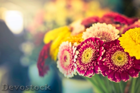 Devostock Flowers Petals Blur 94861 4K