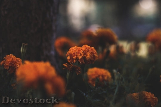 Devostock Flowers Petals Colors 125480 4K