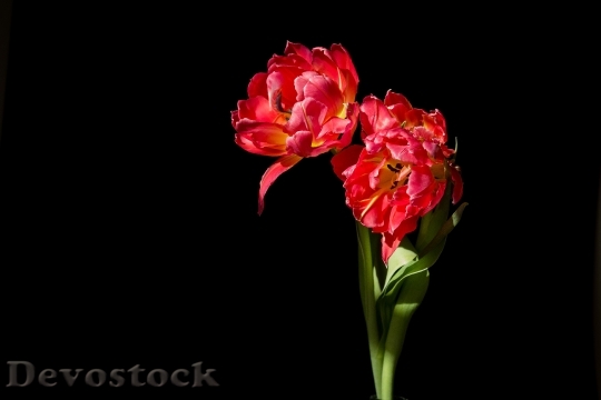 Devostock Flowers Petals Colors 132106 4K