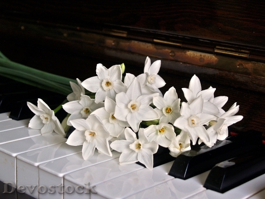 Devostock Flowers Petals Piano 16431 4K