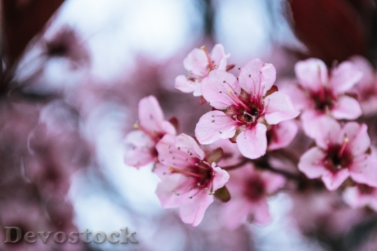 Devostock Flowers Petals Pink 102937 4K
