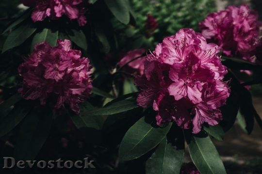 Devostock Flowers Petals Plant 107276 4K